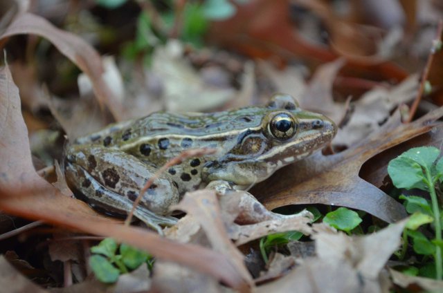 Atlantic Coast Leopard Frog