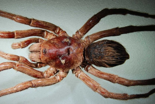 Bumba lennoni, named after John Lennon