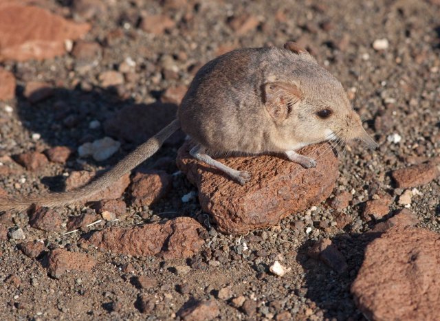 Etendeka round-eared sendi