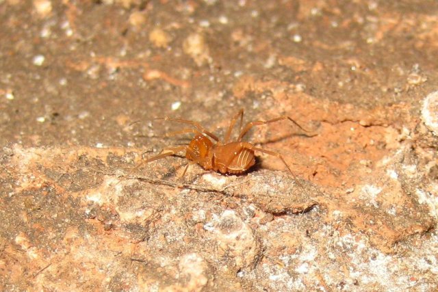 Sclerobunus steinmanni