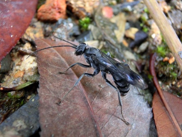 A living female of Deuteragenia ossarium on the forest floor