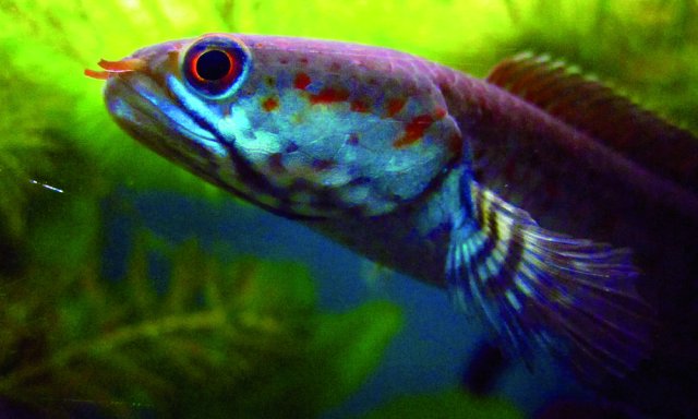 Blue Dwarf Snakehead Fish