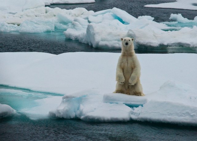 Polar bear