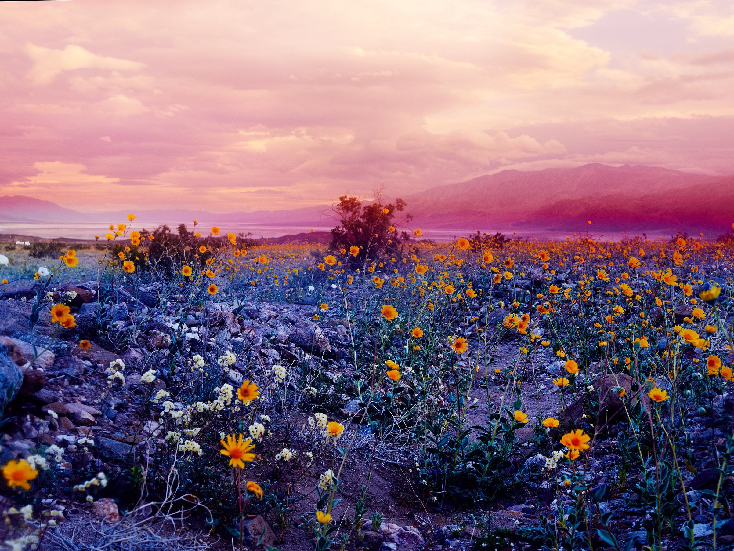 longevity-strategy-maciek-jasik-2