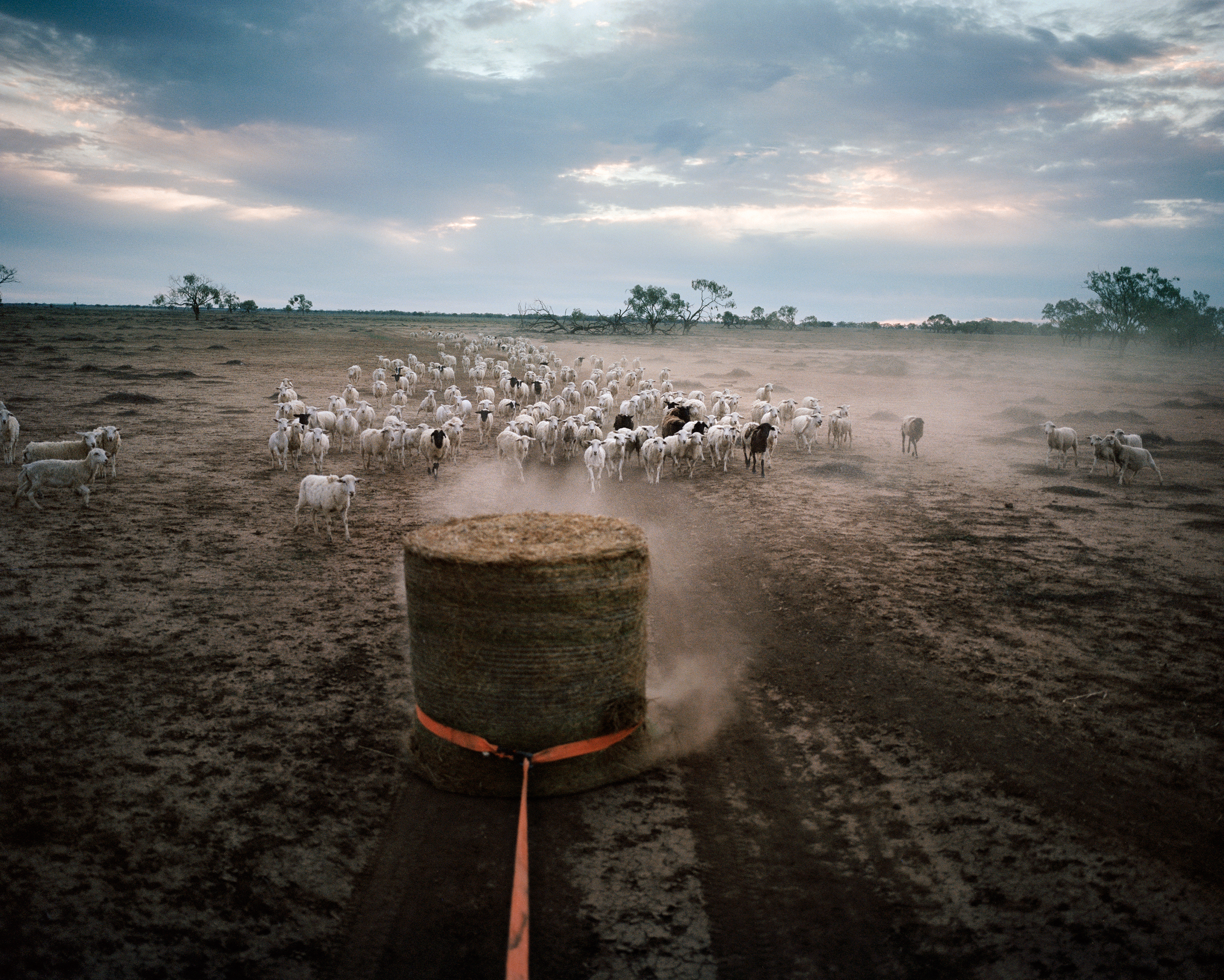 Gus Bullen drags hay that will feed sheep on Dunmore Property near Pilliga in December 2018. He inherited the 4,000 acres, which have been in his family for 111 years, from his father. He and his wife Krystal havenÕt been able to plant wheat and barley in recent years. Gus has sought off-farm employment as a fencing contractor