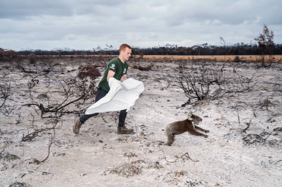 A koala is rescued on Jan. 16 from Kangaroo Island, an area devastated by Australia's bushfires.