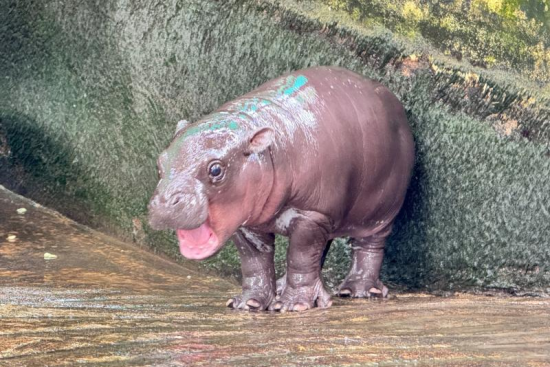 Moo Deng with her mouth agape in her enclosure